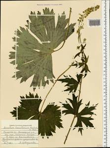 Aconitum lycoctonum subsp. lasiostomum (Rchb.) Warncke, Восточная Европа, Западный район (E3) (Россия)