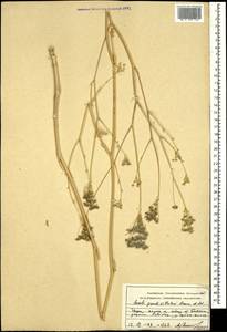 Жабрица крупноканальцевая (Sommier & Levier) Schischk., Кавказ, Грузия (K4) (Грузия)