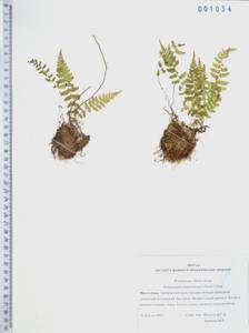 Physematium manchuriense (Hook.) Nakai, Сибирь, Дальний Восток (S6) (Россия)