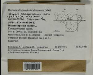 Dicranella heteromalla (Hedw.) Schimp., Гербарий мохообразных, Мхи - Центральное Нечерноземье (B6) (Россия)