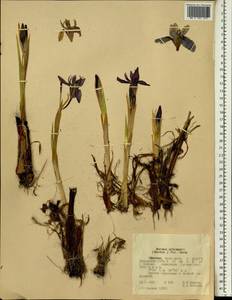 Moraea schimperi (Hochst.) Pic.Serm., Африка (AFR) (Эфиопия)