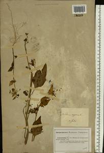 Паслен черный L., Средняя Азия и Казахстан, Прикаспийский Устюрт и Северное Приаралье (M8) (Казахстан)