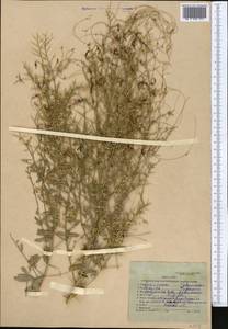 Повилика вавилонская Aucher ex Choisy, Средняя Азия и Казахстан, Каракумы (M6) (Туркмения)