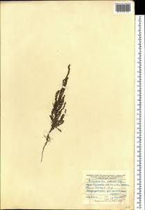 Sedobassia sedoides (Pall.) Freitag & G. Kadereit, Восточная Европа, Центральный лесостепной район (E6) (Россия)