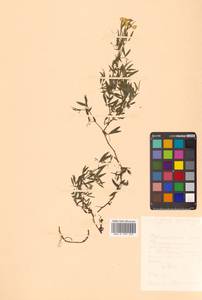 Чина луговая L., Сибирь, Дальний Восток (S6) (Россия)