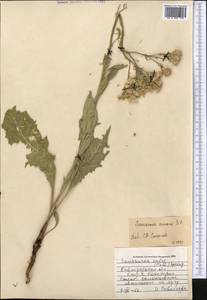 Соссюрея горькая, Горькуша горькая (L.) DC., Средняя Азия и Казахстан, Северный и Центральный Казахстан (M10) (Казахстан)