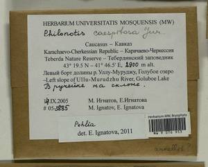 Pohlia, Гербарий мохообразных, Мхи - Северный Кавказ и Предкавказье (B12) (Россия)