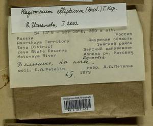 Plagiomnium ellipticum (Brid.) T.J. Kop., Гербарий мохообразных, Мхи - Дальний Восток (без Чукотки и Камчатки) (B20) (Россия)
