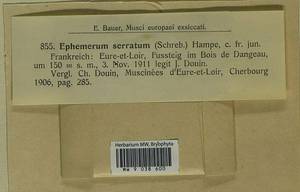 Ephemerum serratum (Schreb. ex Hedw.) Hampe, Гербарий мохообразных, Мхи - Западная Европа (BEu) (Франция)