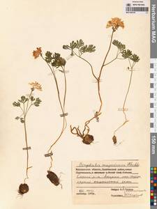 Хохлатка магаданская A.P.Khokhr., Сибирь, Чукотка и Камчатка (S7) (Россия)