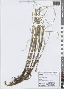 Осока седеющая, Осока сероватая, Сибирь, Центральная Сибирь (S3) (Россия)