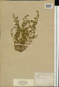 Грыжник голый L., Восточная Европа, Московская область и Москва (E4a) (Россия)
