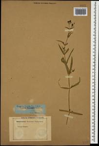 Rabelera holostea (L.) M. T. Sharples & E. A. Tripp, Кавказ, Азербайджан (K6) (Азербайджан)