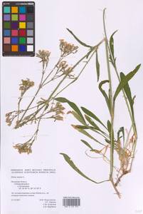 Смолевка поникшая L., Восточная Европа, Северо-Западный район (E2) (Россия)