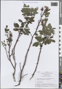 Шиповник майский Herrm., Сибирь, Прибайкалье и Забайкалье (S4) (Россия)