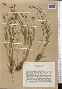 Campanula albertii Trautv., Средняя Азия и Казахстан, Северный и Центральный Тянь-Шань (M4) (Казахстан)