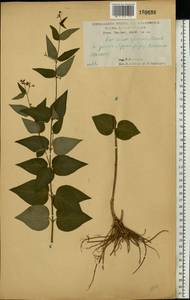 Ластовень ласточкин Medik., Восточная Европа, Центральный лесостепной район (E6) (Россия)