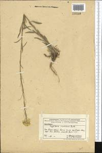 Желтушник развесистый Ehrh., Средняя Азия и Казахстан, Западный Тянь-Шань и Каратау (M3) (Казахстан)