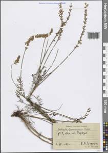 Эспарцет закавказский Grossh., Кавказ, Грузия (K4) (Грузия)