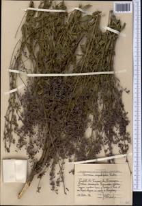 Salvia karelinii J.B.Walker, Средняя Азия и Казахстан, Западный Тянь-Шань и Каратау (M3) (Узбекистан)