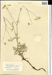 Китагавия байкальская (Redowsky ex Willd.) Pimenov, Сибирь, Алтай и Саяны (S2) (Россия)