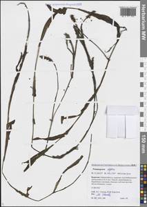 Рдест альпийский Balb., Сибирь, Прибайкалье и Забайкалье (S4) (Россия)