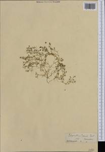 Scleranthus annuus subsp. polycarpos (L.) Bonnier & Layens, Западная Европа (EUR)
