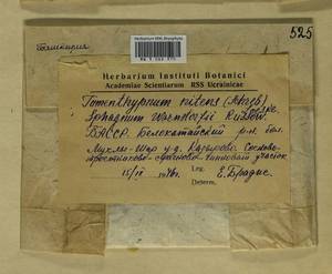 Tomentypnum nitens (Hedw.) Loeske, Гербарий мохообразных, Мхи - Башкортостан, Челябинская и Оренбургская области (B14) (Россия)
