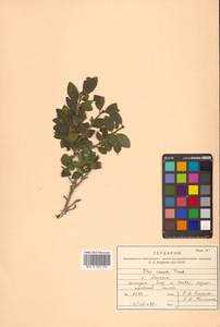 Падуб городчатый Thunb., Сибирь, Дальний Восток (S6) (Россия)