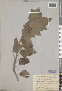 Смородина черная L., Восточная Европа, Нижневолжский район (E9) (Россия)