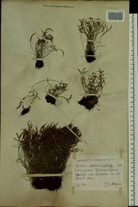 Костенец северный (L.) Hoffm., Сибирь, Западный (Казахстанский) Алтай (S2a) (Казахстан)