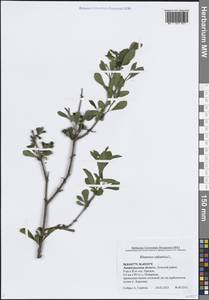 Жестер слабительный, Крушина слабительная L., Восточная Европа, Северо-Западный район (E2) (Россия)