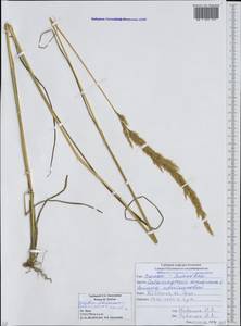 Вейник тростниковый (L.) Roth, Кавказ, Южная Осетия (K4b) (Южная Осетия)