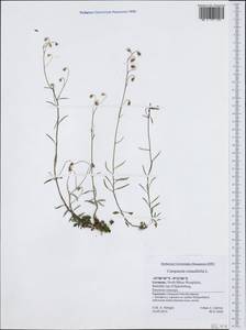 Колокольчик круглолистный L., Западная Европа (EUR) (Германия)