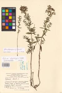 Galium physocarpum × boreale, Восточная Европа, Литва (E2a) (Литва)