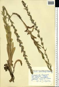 Колокольчик крупноколосый Waldst. & Kit. ex Willd., Восточная Европа, Северо-Украинский район (E11) (Украина)