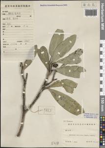Polyspora axillaris (Roxb. ex Ker Gawl.) Sweet, Зарубежная Азия (ASIA) (КНР)