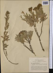 Convolvulus cneorum L., Западная Европа (EUR) (Италия)