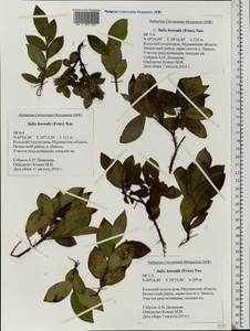 Salix myrsinifolia subsp. borealis (Fr.) Hyl., Восточная Европа, Северный район (E1) (Россия)