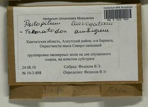Psilopilum laevigatum (Wahlenb.) Lindb., Гербарий мохообразных, Мхи - Чукотка и Камчатка (B21) (Россия)
