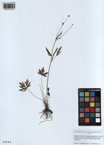 Лютик многоцветковый L., Сибирь, Алтай и Саяны (S2) (Россия)