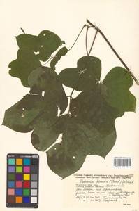 Пуэрария лопастная (Willd.) Maesen & S.M.Almeida ex Sanjappa & Predeep, Сибирь, Дальний Восток (S6) (Россия)