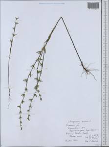 Буглосоидес полевой, Воробейник полевой (L.) I.M.Johnst., Восточная Европа, Центральный район (E4) (Россия)