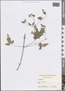 Ломонос восточный L., Кавказ, Азербайджан (K6) (Азербайджан)