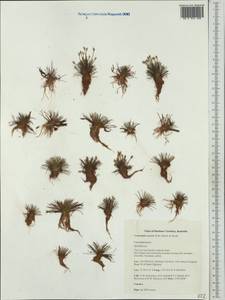 Centrolepis exserta (R.Br.) Roem. & Schult., Австралия и Океания (AUSTR) (Австралия)