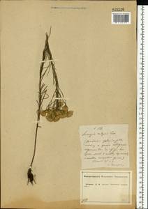 Солонечник льновидный (L.) Rchb. fil., Восточная Европа, Центральный лесостепной район (E6) (Россия)