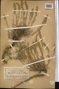 Полынь тяньшанская (Krasch. ex Poljak.) Y.R. Ling, Средняя Азия и Казахстан, Западный Тянь-Шань и Каратау (M3) (Казахстан)