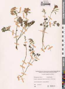 Хохлатка магаданская A.P.Khokhr., Сибирь, Чукотка и Камчатка (S7) (Россия)