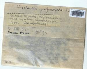 Marchantia polymorpha L., Гербарий мохообразных, Мхи - Закавказье (B13) (Южная Осетия)