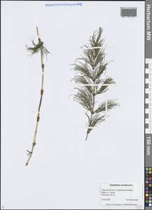 Хвощ лесной L., Восточная Европа, Северо-Западный район (E2) (Россия)